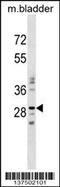 Nucleotide Binding Protein Like antibody, 59-620, ProSci, Western Blot image 