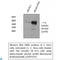 Tubulin Alpha 1b antibody, LS-C814201, Lifespan Biosciences, Western Blot image 