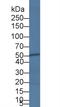 Caspase 4 antibody, LS-C293209, Lifespan Biosciences, Western Blot image 