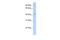 FYVE, RhoGEF And PH Domain Containing 1 antibody, PA5-41477, Invitrogen Antibodies, Western Blot image 