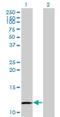 MYC Binding Protein antibody, H00026292-M08, Novus Biologicals, Western Blot image 