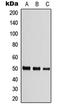 Tubulin antibody, LS-C354310, Lifespan Biosciences, Western Blot image 