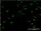 HNF1 Homeobox B antibody, H00006928-M01, Novus Biologicals, Immunofluorescence image 