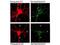 Neuronal Calcium Sensor 1 antibody, TA319491, Origene, Immunofluorescence image 