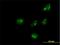 Rho Guanine Nucleotide Exchange Factor 10 antibody, H00009639-B01P, Novus Biologicals, Immunofluorescence image 
