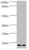 Ribosomal Protein S19 Binding Protein 1 antibody, A52812-100, Epigentek, Western Blot image 