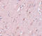 Zinc Finger CCCH-Type Containing 12B antibody, A16432, Boster Biological Technology, Immunohistochemistry frozen image 