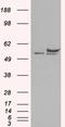 DEAD-Box Helicase 6 antibody, EB07126, Everest Biotech, Western Blot image 