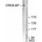 CREB Binding Protein antibody, A00205, Boster Biological Technology, Western Blot image 