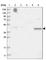 Trafficking Protein Particle Complex 13 antibody, HPA037777, Atlas Antibodies, Western Blot image 