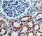 Killer Cell Lectin Like Receptor B1 antibody, NBP2-14844, Novus Biologicals, Immunohistochemistry frozen image 