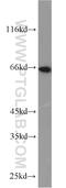 Syntaxin Binding Protein 1 antibody, 11459-1-AP, Proteintech Group, Western Blot image 