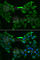 Solute Carrier Family 5 Member 6 antibody, A6434, ABclonal Technology, Immunofluorescence image 