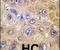 Thy-1 Cell Surface Antigen antibody, PA5-11917, Invitrogen Antibodies, Immunohistochemistry frozen image 