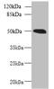 Mitochondrial Elongation Factor 1 antibody, orb355619, Biorbyt, Western Blot image 