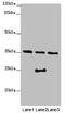 O-Sialoglycoprotein Endopeptidase antibody, orb40480, Biorbyt, Western Blot image 