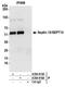 Septin 10 antibody, A304-916A, Bethyl Labs, Immunoprecipitation image 