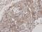 Flotillin 2 antibody, LS-C185355, Lifespan Biosciences, Immunohistochemistry paraffin image 