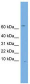 Otospiralin antibody, TA338813, Origene, Western Blot image 