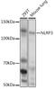 NLR Family Pyrin Domain Containing 3 antibody, GTX64347, GeneTex, Western Blot image 