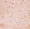 Sirtuin 2 antibody, LS-C344019, Lifespan Biosciences, Immunohistochemistry frozen image 