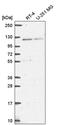 HECT And RLD Domain Containing E3 Ubiquitin Protein Ligase 4 antibody, PA5-67095, Invitrogen Antibodies, Western Blot image 