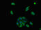 Adhesion G Protein-Coupled Receptor A2 antibody, CSB-PA857001LA01HU, Cusabio, Immunofluorescence image 