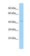 M-Phase Specific PLK1 Interacting Protein antibody, orb326631, Biorbyt, Western Blot image 