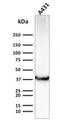 Solute Carrier Family 2 Member 1 antibody, NBP2-75787, Novus Biologicals, Western Blot image 