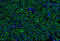 Midkine antibody, XP-5230, ProSci, Western Blot image 