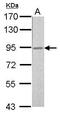 Ribosomal Protein S6 Kinase A3 antibody, PA5-29280, Invitrogen Antibodies, Western Blot image 