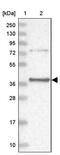 Phosphotriesterase Related antibody, PA5-58225, Invitrogen Antibodies, Western Blot image 