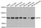 Caveolae Associated Protein 2 antibody, STJ26573, St John