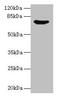 Synapsin I antibody, CSB-PA023002DA01HU, Cusabio, Western Blot image 