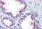 Golgi Membrane Protein 1 antibody, MBS247600, MyBioSource, Immunohistochemistry frozen image 