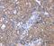 Zinc Finger Protein 395 antibody, PA5-50675, Invitrogen Antibodies, Immunohistochemistry frozen image 