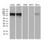 Transcription Factor 12 antibody, LS-C792193, Lifespan Biosciences, Western Blot image 
