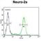 DEAD/H-Box Helicase 11 antibody, abx025723, Abbexa, Western Blot image 