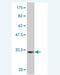 Glycophorin C (Gerbich Blood Group) antibody, H00002995-M01, Novus Biologicals, Western Blot image 