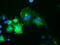 Oxysterol Binding Protein Like 11 antibody, GTX83960, GeneTex, Immunofluorescence image 