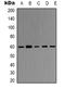 TNF Receptor Associated Factor 6 antibody, orb338952, Biorbyt, Western Blot image 