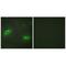 TNF Superfamily Member 9 antibody, A06032, Boster Biological Technology, Immunohistochemistry frozen image 