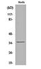 Nanog Homeobox Retrogene P8 antibody, orb161908, Biorbyt, Western Blot image 