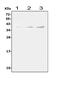TRAC antibody, A05315, Boster Biological Technology, Western Blot image 