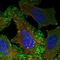 ENAH Actin Regulator antibody, PA5-55858, Invitrogen Antibodies, Immunofluorescence image 
