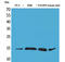 C-C Motif Chemokine Ligand 26 antibody, STJ96515, St John