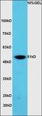 MAS1 Proto-Oncogene Like, G Protein-Coupled Receptor antibody, orb101269, Biorbyt, Western Blot image 