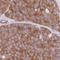 Transmembrane Protein 229A antibody, HPA056391, Atlas Antibodies, Immunohistochemistry frozen image 