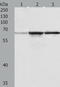 TNF Receptor Associated Factor 6 antibody, TA321662, Origene, Western Blot image 