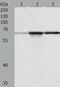 TNF Receptor Associated Factor 6 antibody, TA321662, Origene, Western Blot image 